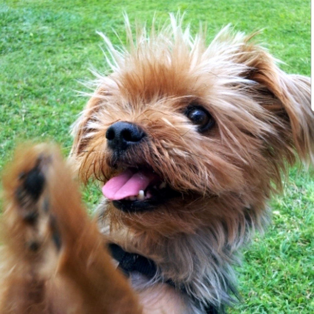 Meet your Posher, Tasha